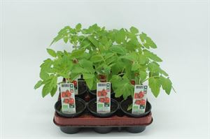 Bild von Tomaat. Mini pruimtomaat Bio